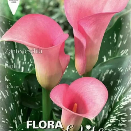 Βολβός Κάλλας Ροζ