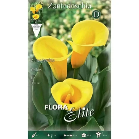 Βολβός Κάλλας Κίτρινο