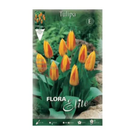 Βολβός Τουλίπας Πολύχρωμο