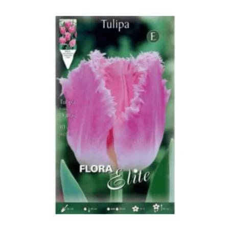 Βολβός Τουλίπας Ροζ