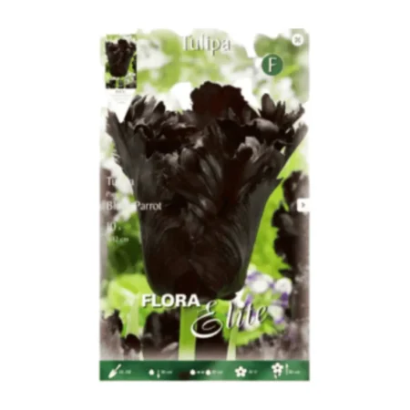 Parrot Βολβός Τουλίπας Μαύρο