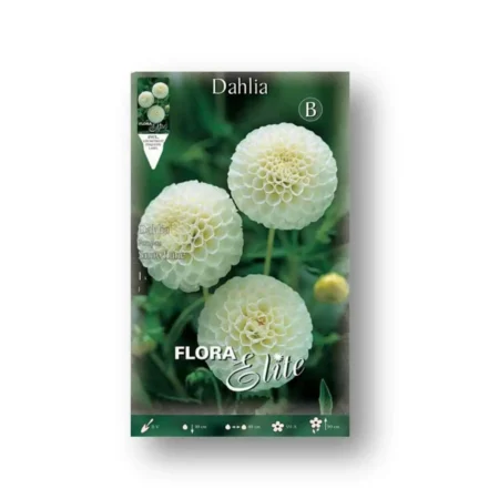 Gemma Βολβός Ντάλιας Λευκό