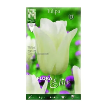 Βολβός Τουλίπας Λευκό