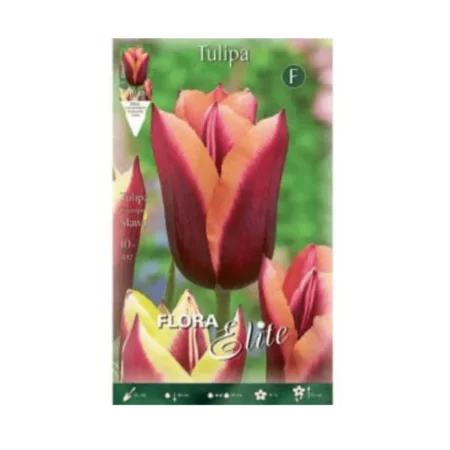 Slawa Βολβός Τουλίπας Κόκκινο