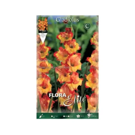 Gemma Βολβός Γλαδιόλας Πορτοκαλί