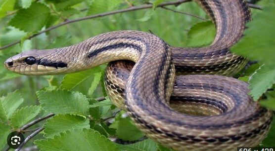 ΦΙΔΙ ΣΤΟΝ ΚΗΠΟ