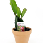 dragon fruit