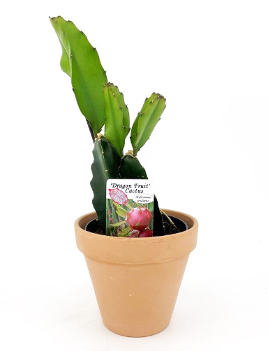 dragon fruit